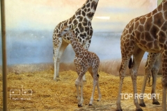 Mládě žirafy severní núbijské Nela