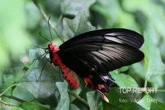 Výstava tropických motýlů