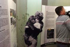 vernisáž výstavy fotografií 60 let chovu goril