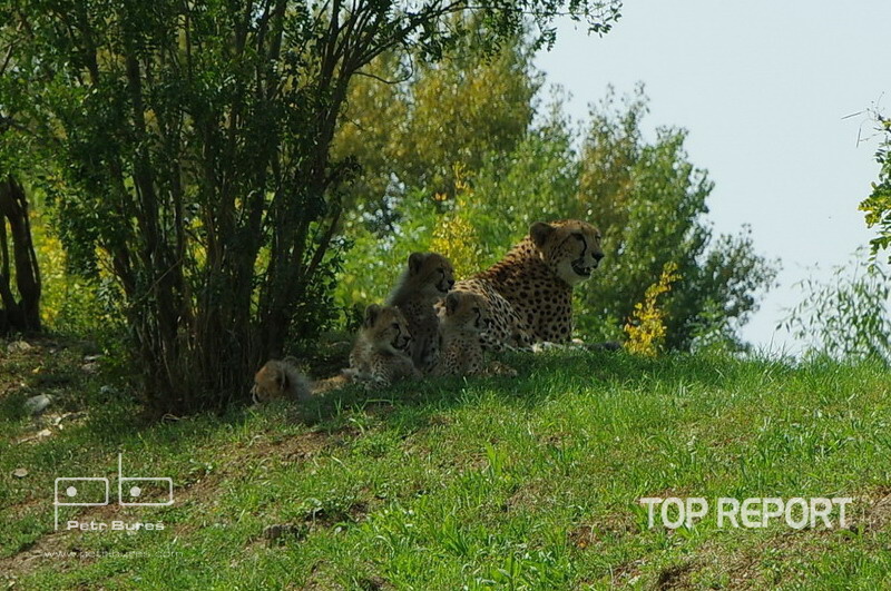Gepardí paterčata jsou pokřtěna a představena návštěvníkům