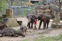 Pražské sloní stádo slonů indických 01