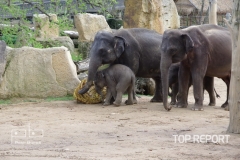 Pražské sloní stádo slonů indických 02