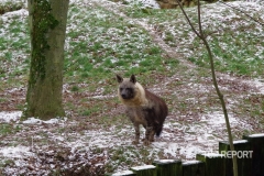 Hyena čabraková na sněhu
