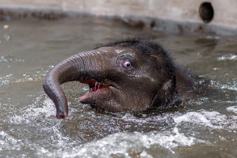 Mytí slonů v pražské ZOO