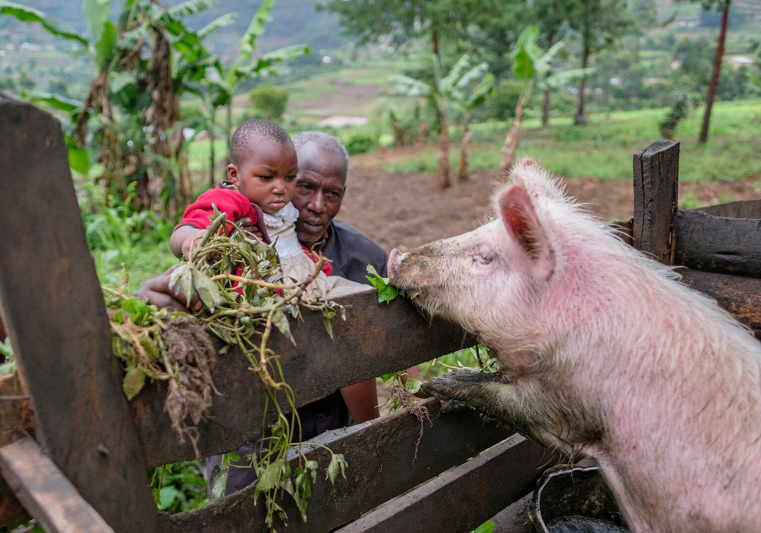Češi nakupují kozy a prasata na pomoc dětem ve Rwandě