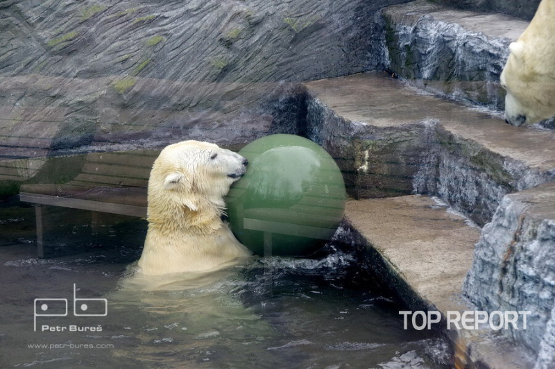 Medvědi lední slavili svůj mezinárodní den