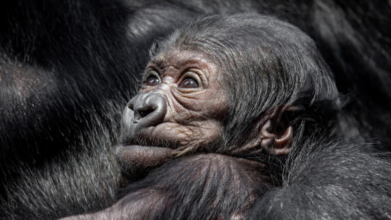 První gorilí mládě v Rezervaci Dja je samička. Veřejnost pro ni vybere jméno