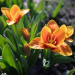 Do botanické zahrady v Troji přichází jaro, v březnu začínají komentované prohlídky expozic s kurátory