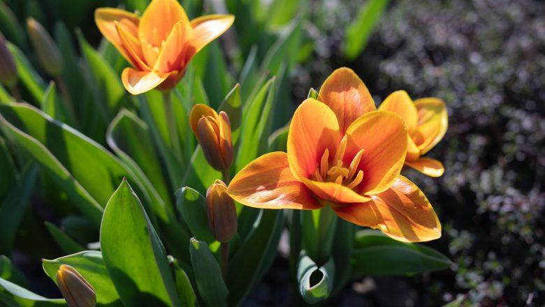 Do botanické zahrady v Troji přichází jaro, v březnu začínají komentované prohlídky expozic s kurátory